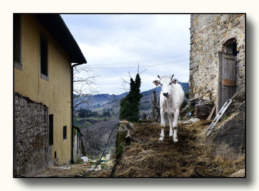 ©Luciano Vivoli